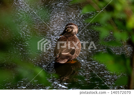 Cargamo 140572070