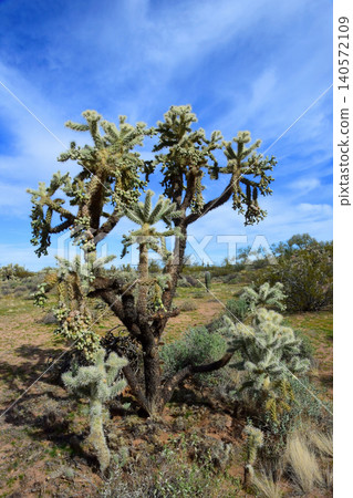 Cholla cactus, Sonora Desert, Mid Winter 140572109