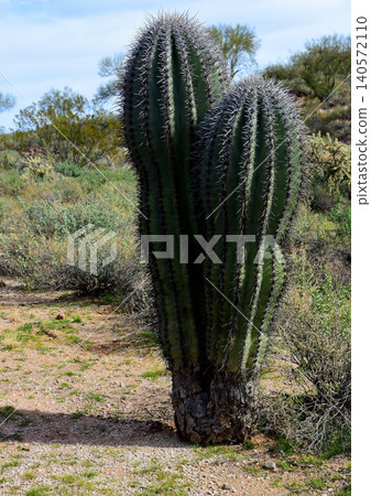 Young Saguaro Cactus Sonora desert Arizona 140572110