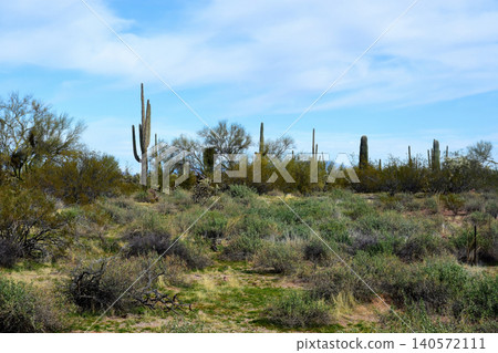 Old Saguaro Cactus Sonora desert Arizona 140572111