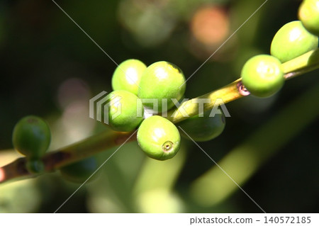 Brazilian coffee beans 140572185