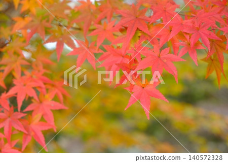 Close-up of maple trees beginning to change color Close-up of maple trees beginning to change color 140572328