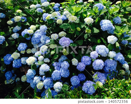 藍色繡球花 藍色繡球花 140572356