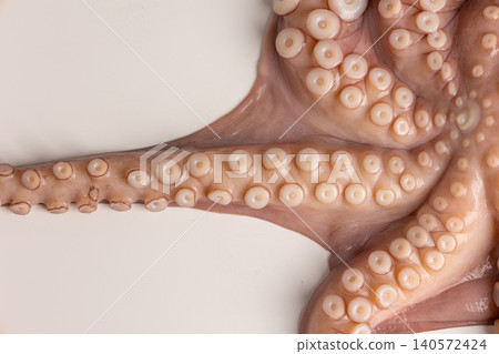 Octopus tentacles with rows of suckers on white background, close up detail highlighting fresh seafood texture and natural patterns for culinary and marine biology use Octopus tentacles with rows of suckers on white background, close up detail highlighting fresh seafood texture and natural patterns for culinary and marine biology use 140572424