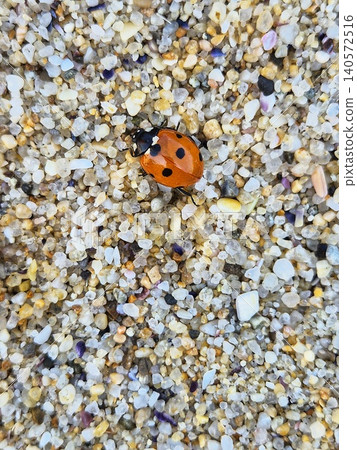 ladybug on the sand of a sea beach. close up ladybug on the sand of a sea beach. close up 140572516