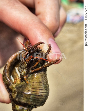 Close-up of a hand holding a hermit crab. The crab takes up residence in the empty shell. Close-up of a hand holding a hermit crab. The crab takes up residence in the empty shell. 140572539