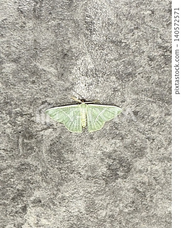 A green geometrid moth perched on a rock. A green geometrid moth perched on a rock. 140572571
