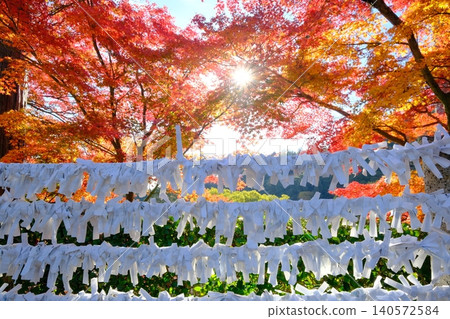 Image material of autumn with tied fortune slips and autumn leaves 140572584