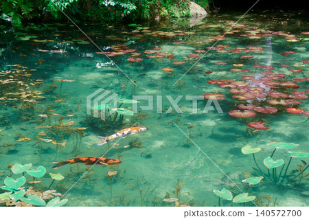 Monet's Pond - a picturesque landscape (Seki City, Gifu Prefecture) 140572700