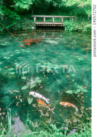 Monet's Pond - a picturesque landscape (Seki City, Gifu Prefecture) Monet's Pond - a picturesque landscape (Seki City, Gifu Prefecture) 140572702