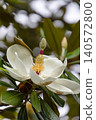 Large-flowered Southern Magnolia 01 140572800