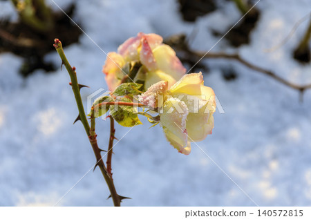 frozen blossom of a rose frozen blossom of a rose 140572815