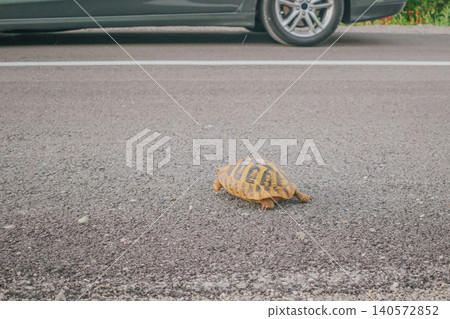 Small wild tortoise crawling across an asphalt countryside road right in front of a stopped car wheel, emphasizing wildlife safety, caution and animal protection Small wild tortoise crawling across an asphalt countryside road right in front of a stopped car wheel, emphasizing wildlife safety, caution and animal protection 140572852