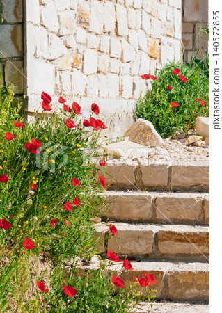 Ancient stone steps ascending to a traditional greek cretan house, framed by vibrant wild red poppies and green foliage under bright sunlight in the mediterranean countryside 140572855