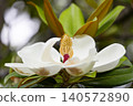 Large-flowered Southern Magnolia 02 140572890