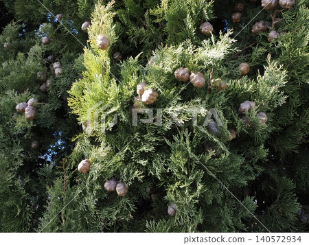 The tips of cypress branches bearing cones—a tranquil natural scene where shades of green stand out. The tips of cypress branches bearing cones—a tranquil natural scene where shades of green stand out. 140572934
