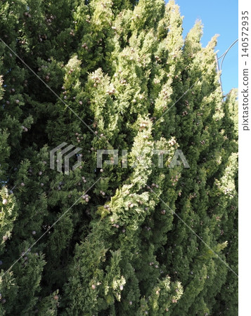 The branches and leaves of a conifer illuminated by sunlight—a refreshing moment that highlights the texture of the green. The branches and leaves of a conifer illuminated by sunlight—a refreshing moment that highlights the texture of the green. 140572935
