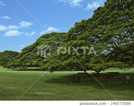 夏威夷瓦胡島的景色:茂密的猴耳豆樹冠。 夏威夷瓦胡島的景色:茂密的猴耳豆樹冠。 140573000