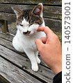 Cats on a trip 140573001