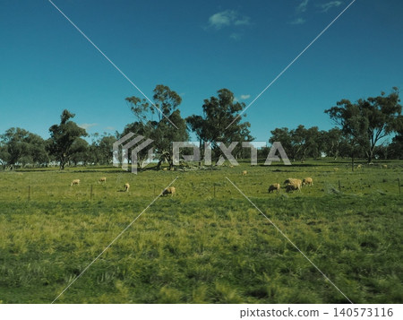 A view from the train window of sheep scattered across a meadow—a tranquil countryside with an idyllic atmosphere. 140573116
