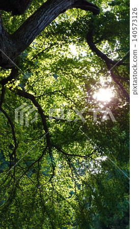 The sun shining through the fresh green forest The sun shining through the fresh green forest 140573126
