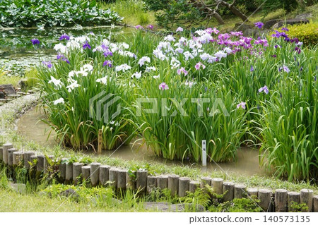 皇宮東庭二之丸庭園池塘邊的鳶尾花盛開。 皇宮東庭二之丸庭園池塘邊的鳶尾花盛開。 140573135