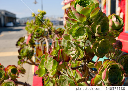 Succulent plant close up with green rosettes in sunlight Succulent plant close up with green rosettes in sunlight 140573188
