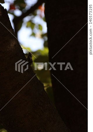 In a summer forest, the silhouette of a cicada stands quietly in the shade of a tree. In a summer forest, the silhouette of a cicada stands quietly in the shade of a tree. 140573195