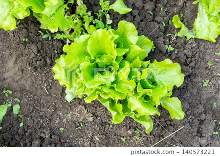 Lettuce grows in healthy soil under sunlight during summer. The garden is full of organic vegetables ready for harvest and serves as a great source of fresh ingredients Lettuce grows in healthy soil under sunlight during summer. The garden is full of organic vegetables ready for harvest and serves as a great source of fresh ingredients 140573221