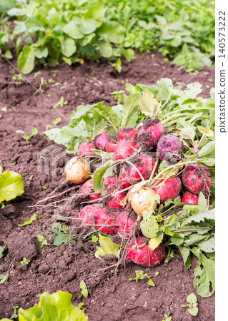 A group of organic vegetables is gathered from the earth in early summer. The harvest shows fresh radishes and turnips resting on soil with green leaves nearby A group of organic vegetables is gathered from the earth in early summer. The harvest shows fresh radishes and turnips resting on soil with green leaves nearby 140573222