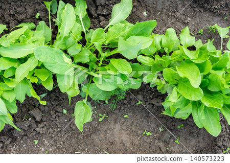 A garden filled with rows of green arugula plants shows a fresh summer harvest. The rich soil supports the growth under bright sunlight A garden filled with rows of green arugula plants shows a fresh summer harvest. The rich soil supports the growth under bright sunlight 140573223