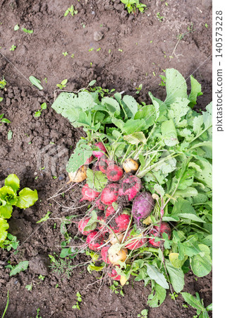 A group of organic vegetables is gathered from the earth in early summer. The harvest shows fresh radishes and turnips resting on soil with green leaves nearby 140573228