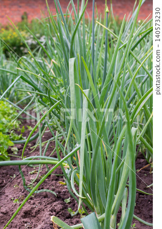 Green onions are freshly harvested from the garden. The soil is rich and dark, showing the roots of the onions. The scene captures the joy of picking fresh food outdoors Green onions are freshly harvested from the garden. The soil is rich and dark, showing the roots of the onions. The scene captures the joy of picking fresh food outdoors 140573230