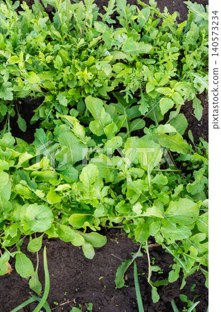 A garden filled with rows of green arugula plants shows a fresh summer harvest. The rich soil supports the growth under bright sunlight A garden filled with rows of green arugula plants shows a fresh summer harvest. The rich soil supports the growth under bright sunlight 140573234