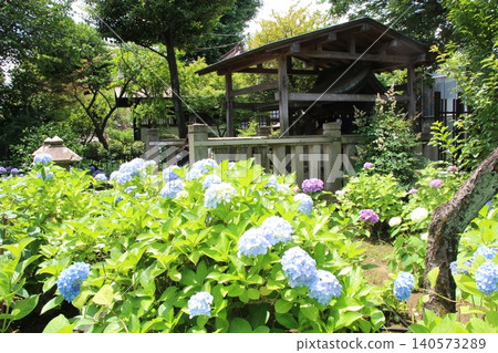 白山神社,繡球花 白山神社,繡球花 140573289