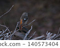 The Daurian Redstart, with its cute round eyes, is a migratory bird that can be seen in winter. 140573404