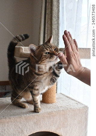 Cat greeting with a high five Cat greeting with a high five 140573408