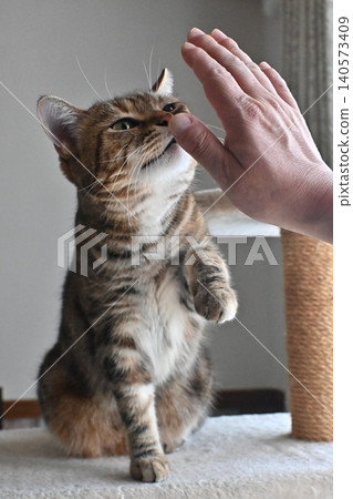 Cat greeting with a high five Cat greeting with a high five 140573409