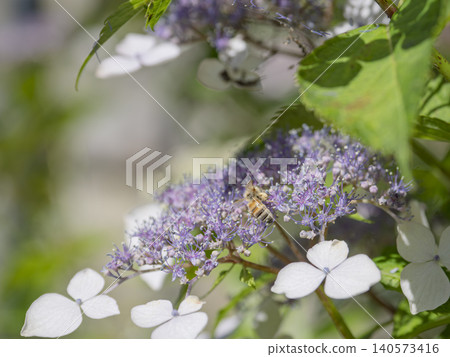 雨季間歇期,繡球花和蜜蜂都生氣勃勃。 雨季間歇期,繡球花和蜜蜂都生氣勃勃。 140573416