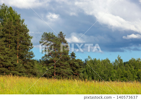 A sunlit meadow of tall grass, photo with selective focus A sunlit meadow of tall grass, photo with selective focus 140573637