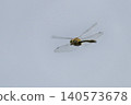 A dragonfly in flight over a lake 140573678