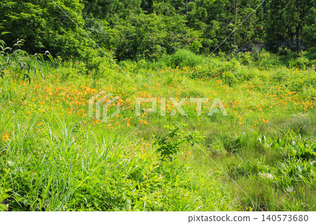 Hakusan Alpine Botanical Garden, where daylilies are in full bloom. Hakusan Alpine Botanical Garden, where daylilies are in full bloom. 140573680
