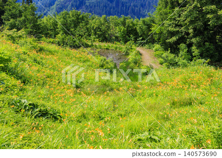 Hakusan Alpine Botanical Garden, where daylilies are in full bloom. 140573690