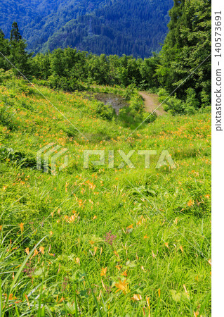 Hakusan Alpine Botanical Garden, where daylilies are in full bloom. 140573691