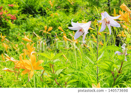 Hakusan Alpine Botanical Garden, where daylilies are in full bloom. Hakusan Alpine Botanical Garden, where daylilies are in full bloom. 140573698