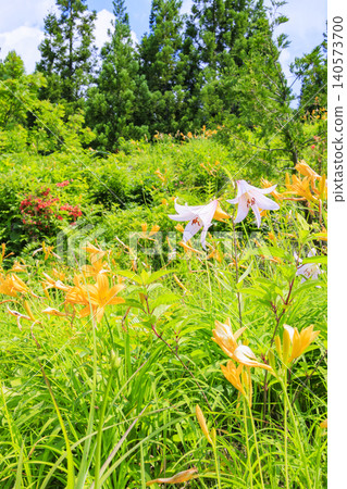 Hakusan Alpine Botanical Garden, where daylilies are in full bloom. 140573700