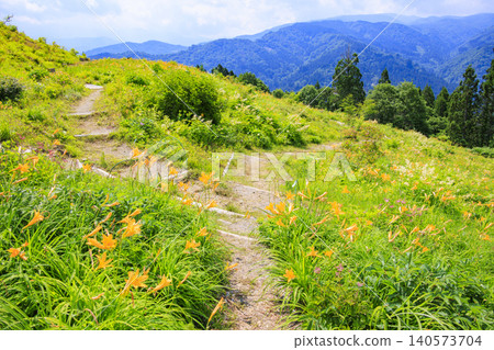 Hakusan Alpine Botanical Garden, where daylilies are in full bloom. 140573704
