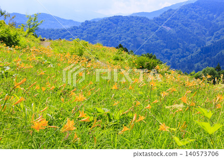 Hakusan Alpine Botanical Garden, where daylilies are in full bloom. 140573706