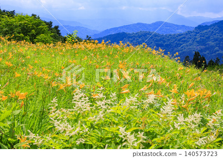 Hakusan Alpine Botanical Garden, where daylilies are in full bloom. Hakusan Alpine Botanical Garden, where daylilies are in full bloom. 140573723