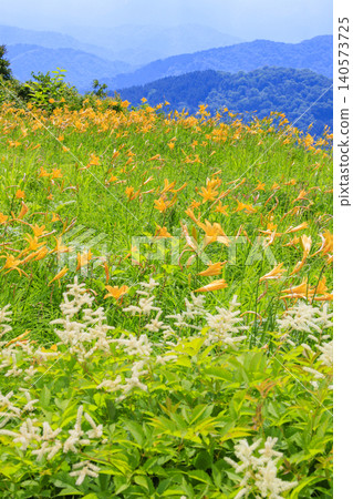 Hakusan Alpine Botanical Garden, where daylilies are in full bloom. Hakusan Alpine Botanical Garden, where daylilies are in full bloom. 140573725
